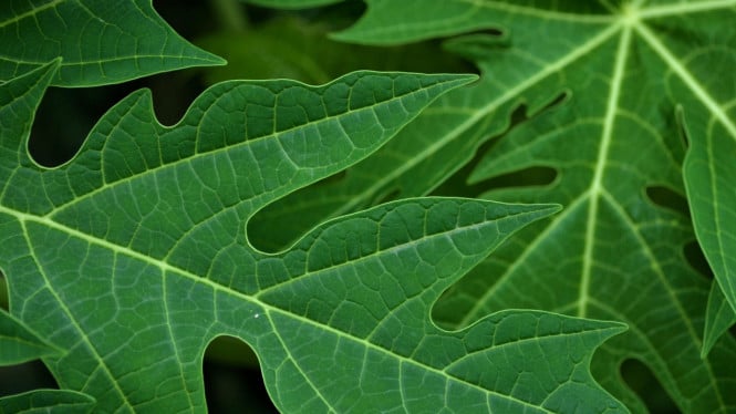 Daun Pepaya