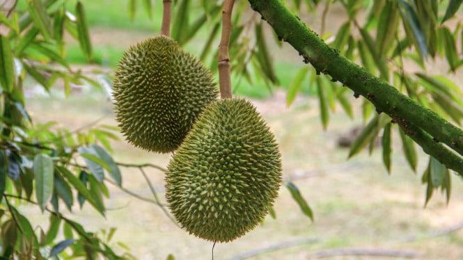 Buah Durian