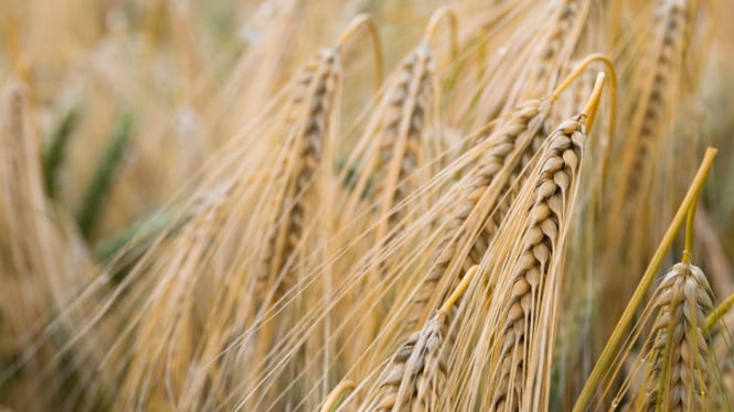 Manfaat Kesehatan Barley