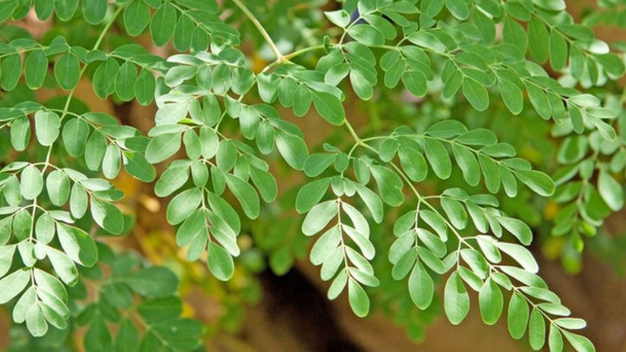 7 Superfood Lokal yang Mendunia