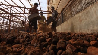Kebangkitan Gambir Sumatera Barat di Panggung Industri Global