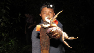Menikmati Sensasi Berburu Anggau di Tanah Sikerei