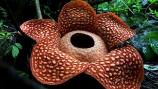 Hanya Ada di Asia Tenggara, Inilah Sebaran Habitat Rafflesia dan Ancaman Nyata Kepunahannya