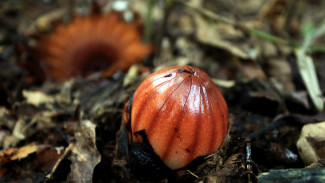 Rhizanthes Lowii Bunga Cantik Dari Tanah Maninjau