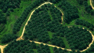 Hutan Tesso Nilo yang Kini Hilang Akibat Ditumbuhi Sawit