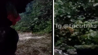 Viral, Rimbawan Bertemu Harimau Sumatra 
