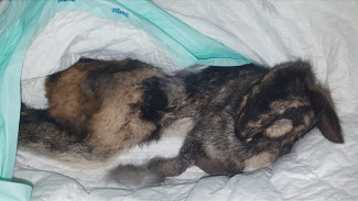DNA Kelinci Belang Sumatra Yang Mati Di Uji Tim Ahli Biologi Unand