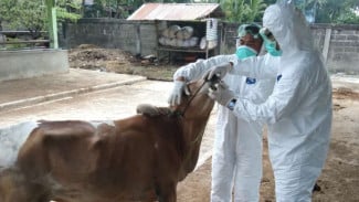 Status Zero Case Tak Menjamin Virus PMK Lenyap Begitu Saja