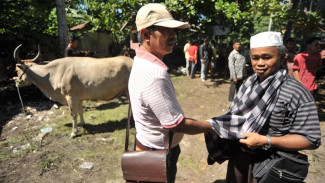 Tradisi Marosok, Cara Dan Etika Berdagang Sapi di Ranah Minang