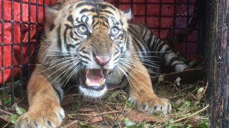 BKSDA Aceh Selamatkan Harimau Sumatra Dari Lokasi Konflik