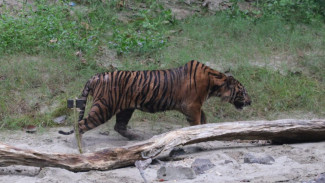 Harimau Dari Tanah Rencong Kembali Bebas Menjelajah Hutan TNGL
