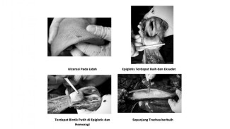 Hasil Akhir Histopatologi Ungkap Penyebab Kematian Harimau Puti Maua