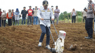 Melalui Sorgum, Solsel Targetkan Jadi Penyuplai Ketahanan Pangan