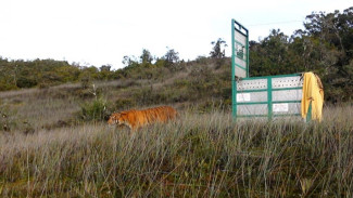 Zona Inti TNGL Jadi Rumah Baru Bagi Harimau Bestie