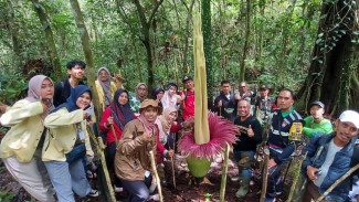 Bunga Bangkai Ditemukan Tumbuh Dan Mekar Sempurna Di Bukit Tui