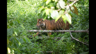 Harimau Sumatera: Sang Raja Rimba yang Berjuang di Tengah Ancaman