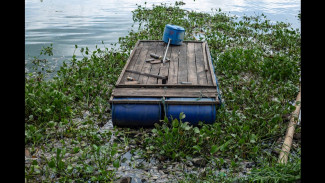Faktor Penyebab Matinya Puluhan Ton Ikan KJA Danau Maninjau