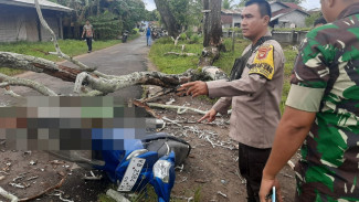 Tragis Warga Ketapang Tewas usai Tertimpa Pohon Tumbang