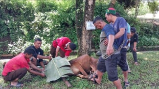 Makna Mendalam Berqurban di Hari Raya Iduladha: Ketakwaan, Pengorbanan, dan Solidaritas Sosial