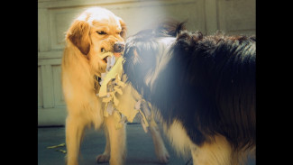 Waspada, Virus Rabies Mulai Menyerang