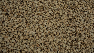 Mengembalikan Kejayaan Kopi Kayu Aro