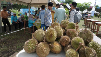 Festival Durian Mengguncang Lidah, Pemerintah dan Masyarakat Saling Santap Lezatnya Buah Berduri