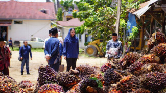 Petani Sawit Dharmasraya Keluhkan Potongan Timbangan TBS yang Merugikan ke Bupati