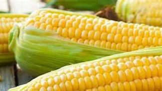 Gigitan Sederhana, Kenikmatan Tak Terlupa: Kelezatan Jagung Rebus