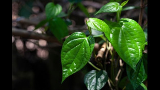 Mengobati Sakit Mata Secara Alami: Mengungkap Ramuan Herbal Warisan Leluhur