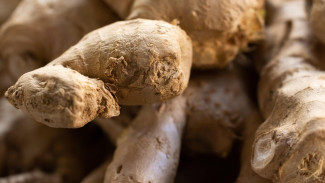 Trik Ampuh Usir Masuk Angin: Rahasia Memilih Jahe dengan Kandungan Gingerol Paling Kuat di Kala Hujan