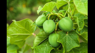 Daun Jarak: Manfaat Tradisional dan Potensi Ilmiah dari Tanaman yang Kerap Disepelekan