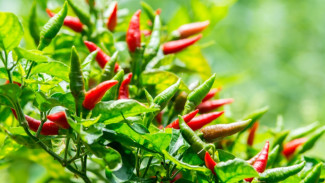Si Kecil Pedas Penuh Manfaat: Menguak Khasiat Cabai Rawit