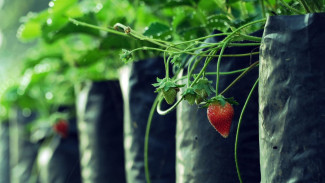 Dari Kebun ke Dompet: Fenomena Stroberi sebagai Lahan 