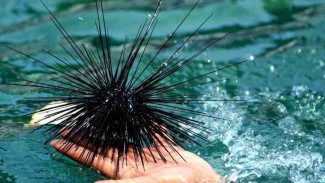 Bulu Babi Laut: Permata Tersembunyi Samudra yang Penuh Misteri