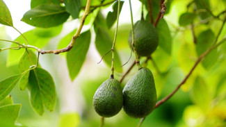 Manfaat Daun Alpukat bagi Kesehatan: Warisan Herbal yang Terlupakan