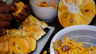 Tiga Jagoan Dapur Pengusir Getah Nangka: Minyak, Tepung, dan Ampas Kelapa!