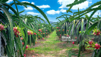 Potensi Lahan dan Iklim Ideal: Buah Naga Tumbuh Subur di Dataran Rendah hingga Ketinggian Sedang