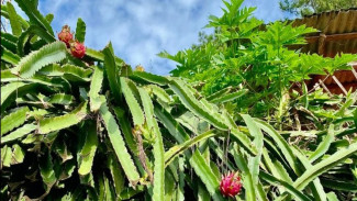 Jarang Dilirik, Padahal Untung Besar! Mengapa Anda Harus Menanam Buah Naga di Halaman Rumah Sekarang