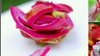 Jangan Dibuang! Kulit Buah Naga Jadi Teh Detoks, Khasiatnya Nggak Main-Main!