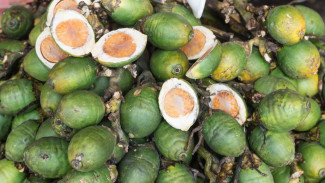 Pinang: Menguak Manfaat Tersembunyi di Balik Tradisi Menyirih