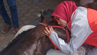 Fort De Kock, Kuda Legendaris Milik Pemkot Bukittinggi Tutup Usia