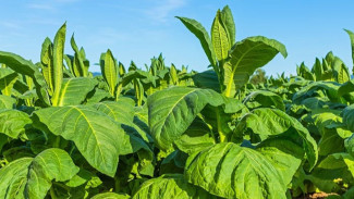 Perjalanan Tembakau di Nusantara: Dari Komoditas Asing Menjadi Bagian Identitas