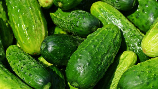 Bukan Sekadar Lalapan: Mentimun Ampuh Netralkan Rasa Asin di Lidah Saat Menyantap Makanan