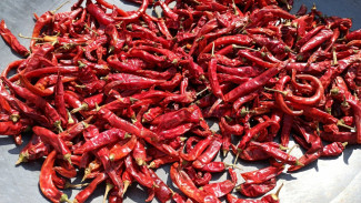 Ladang Cuan dari Bumbu Dapur: Panduan Memulai Bisnis Cabe Kering