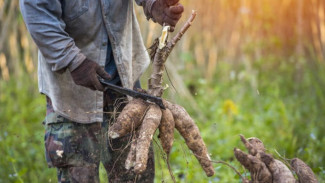 Revolusi Pangan Lokal: Singkong Tak Lagi Biasa, Kini Jadi Komoditas Bisnis Bernilai Tinggi