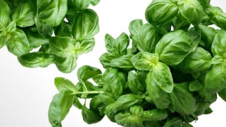 Daun Kemangi: Tak Hanya Pelengkap Lalapan, Tapi 'Superfood' Penuh Manfaat Kesehatan