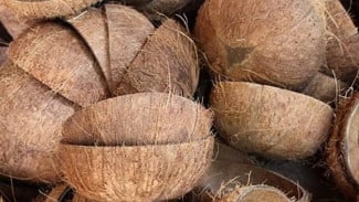 Ngopi Kawa Daun dalam Tempurung: Tradisi Minum yang Buka Cuan Baru