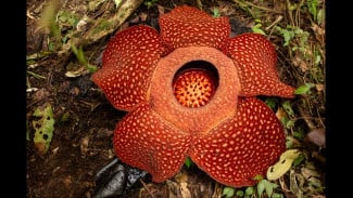Keajaiban Rafflesia arnoldii: Puspa Langka Sumatra yang Masih Menyimpan Misteri Dunia