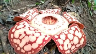 Upaya Selamatkan Rafflesia Terus Diperkuat Lewat Riset dan Kolaborasi Global