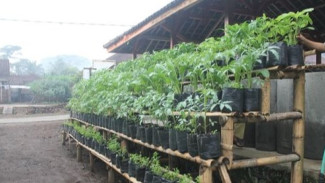 Emas Hijau dari Dapur: Cara Sulap Sisa Sayur Menjadi Nutrisi Ajaib yang Bikin Tanaman Hias Cepat Rimbun
